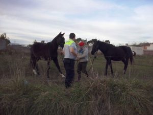 caballos sueltos